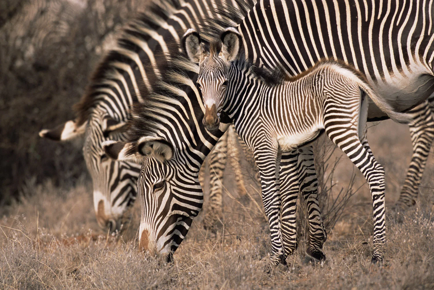 Grévy's zebra foal with mother, Samburu National Reserve, Kenya