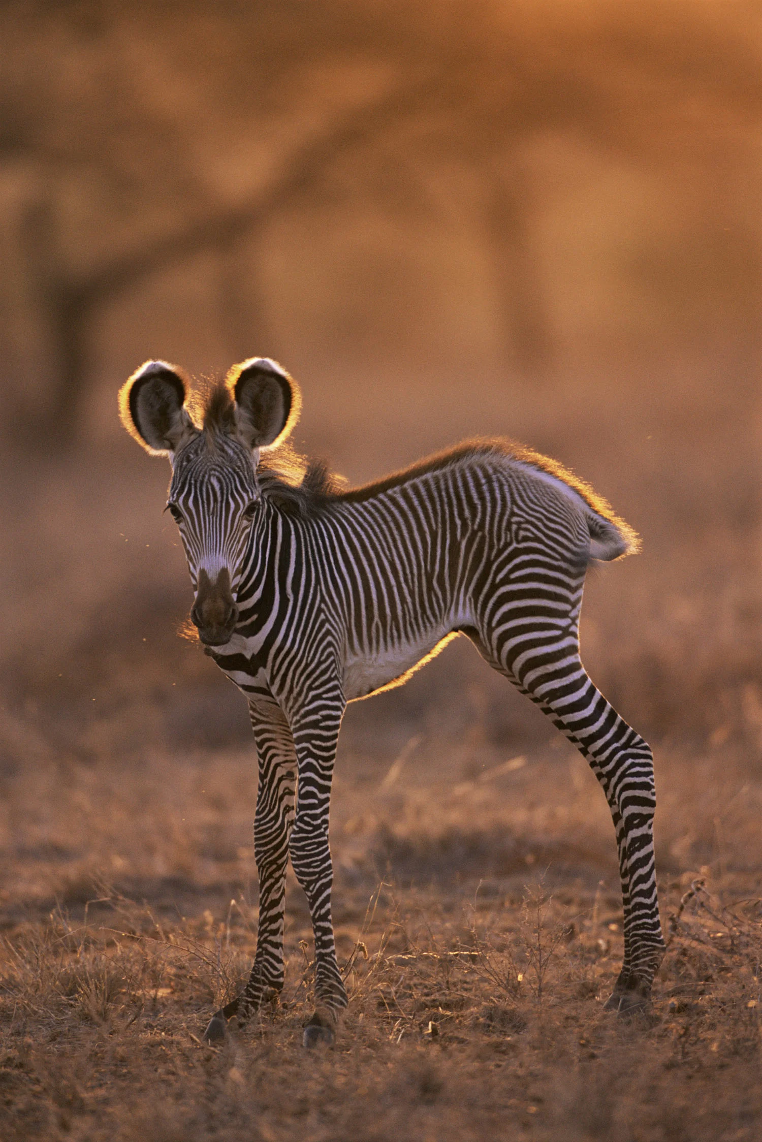Grévy's zebra foal at dawn, Samburu National Reserve, Kenya