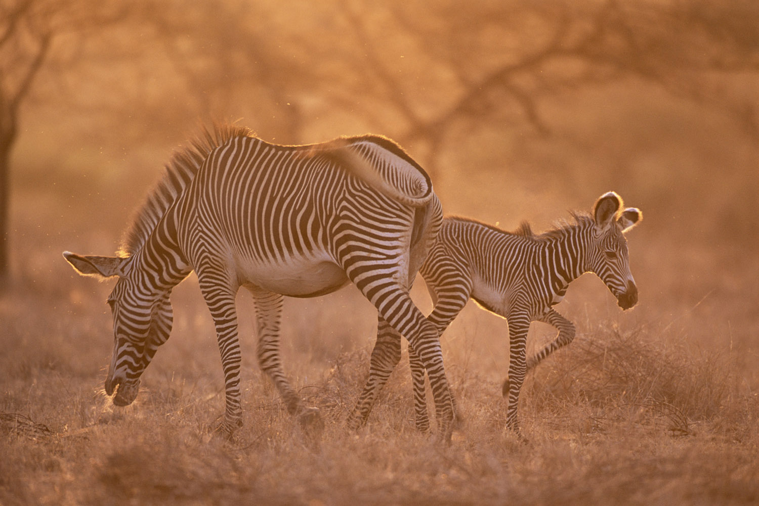 Grevy's zebra mother and foal at dawn, Samburu National Reserve, Kenya