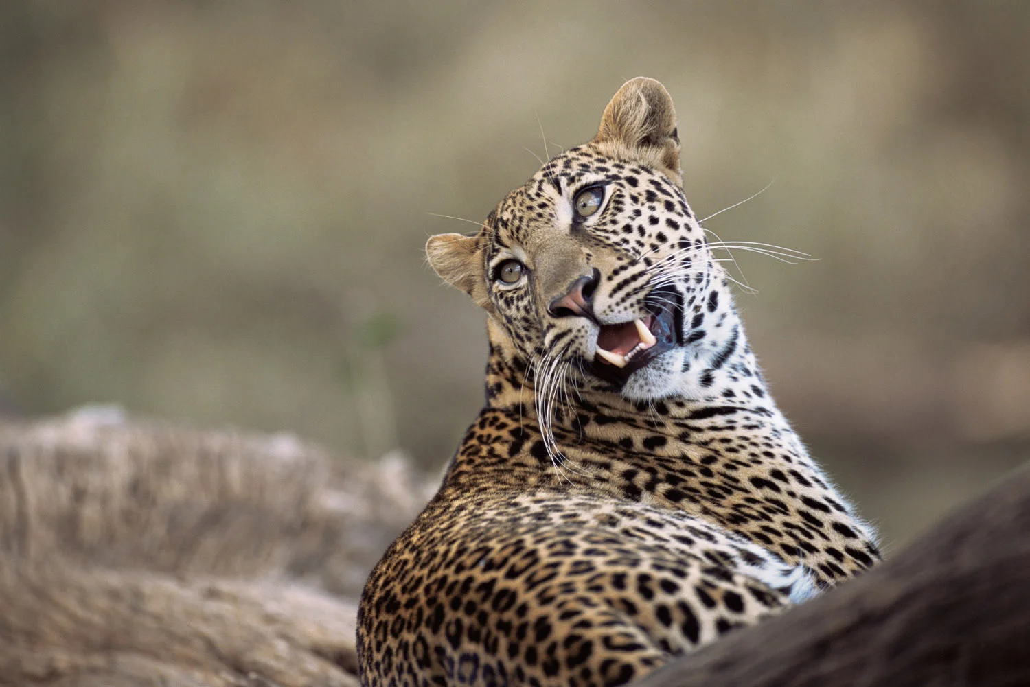 Leopard portrait, Buffalo Springs National Reserve, Kenya