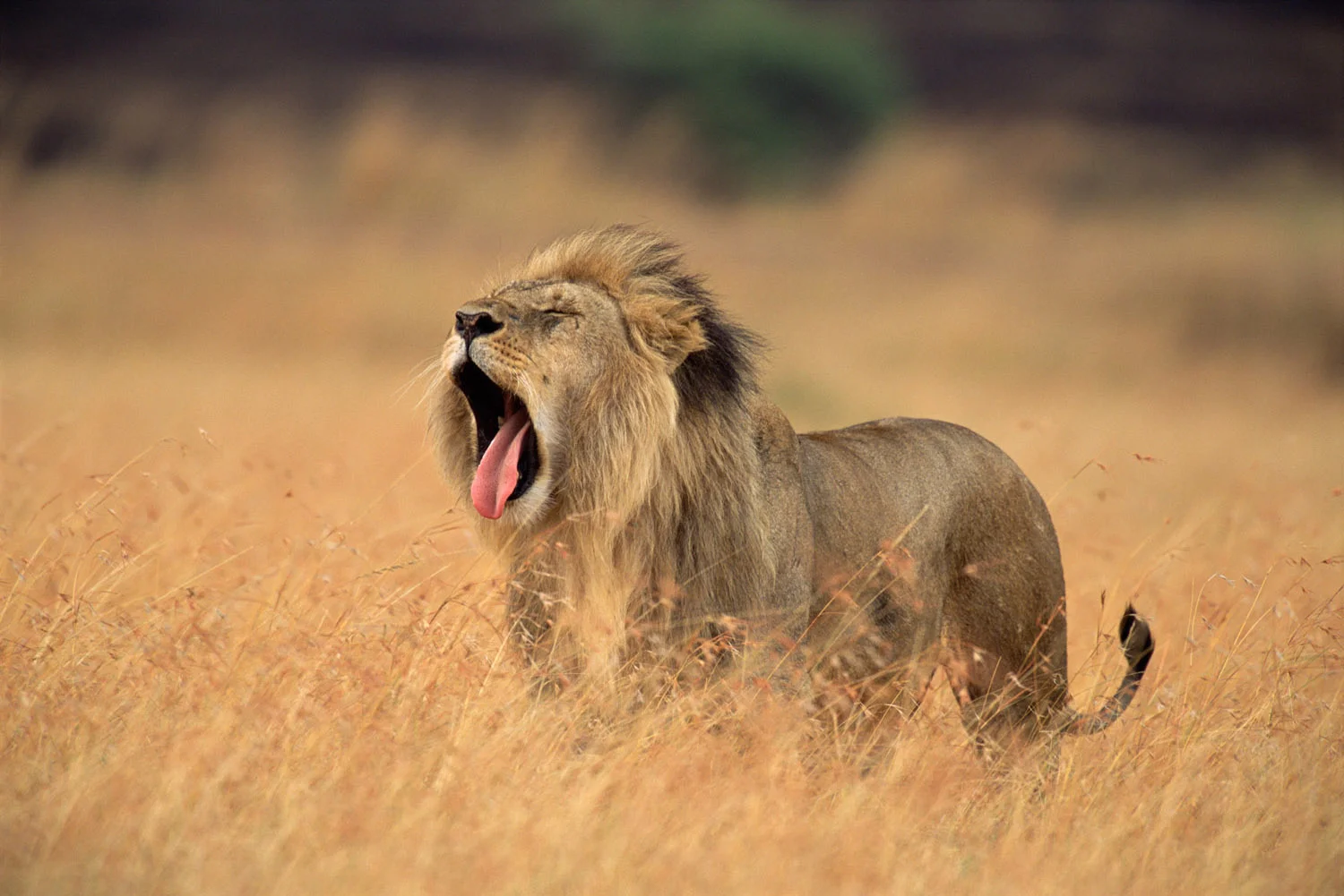 Lion yawning, Masai Mara National Reserve, Kenya