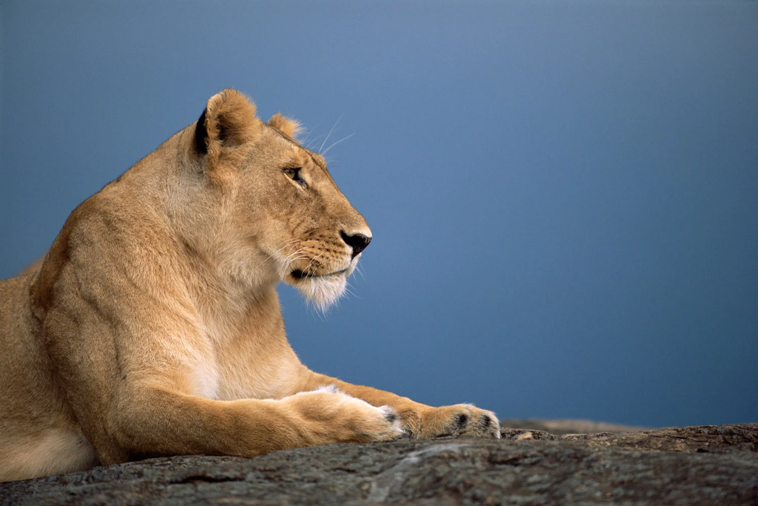 Lioness profile, Masai Mara National Reserve, Kenya