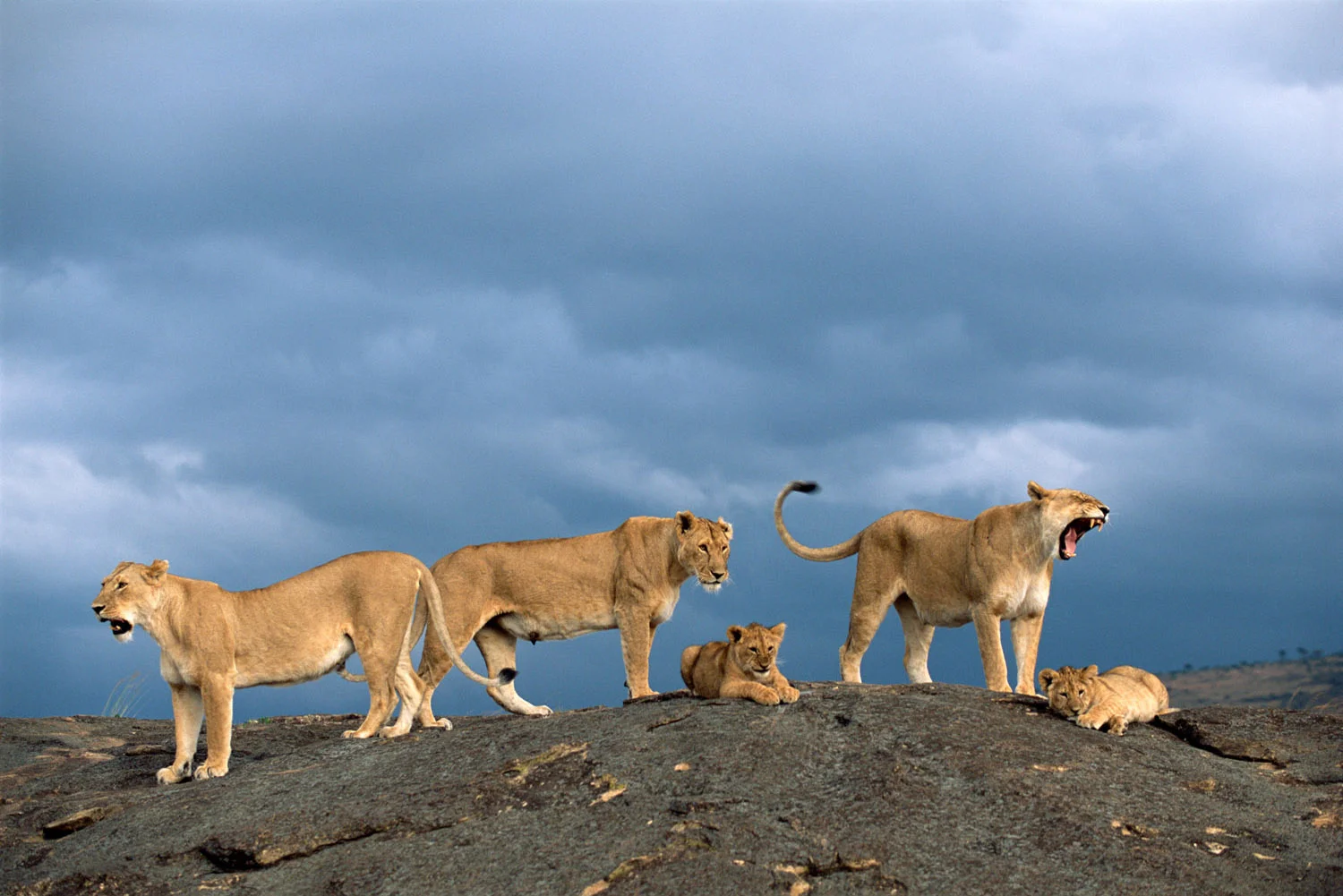 Lion pride on rock in storm light, Masai Mara National Reserve, Kenya