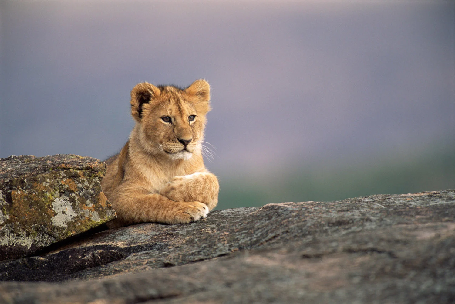 Lion cub resting on rock, Masai Mara National Reserve, Kenya