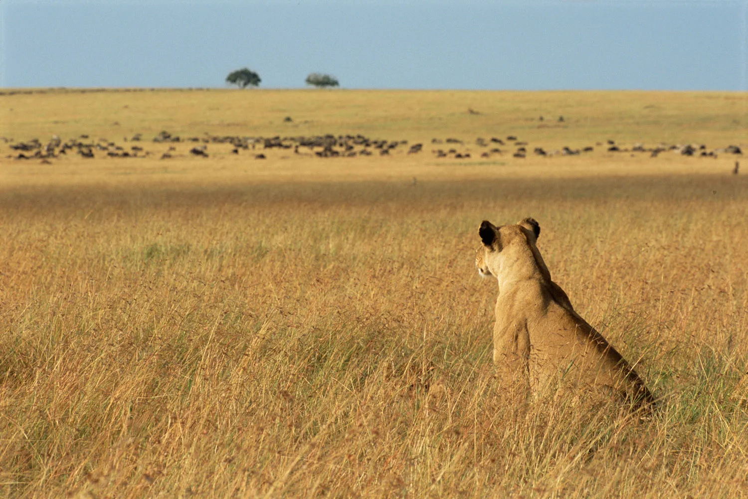 Lioness watching wildebeest prey, Masai Mara National Reserve, Kenya