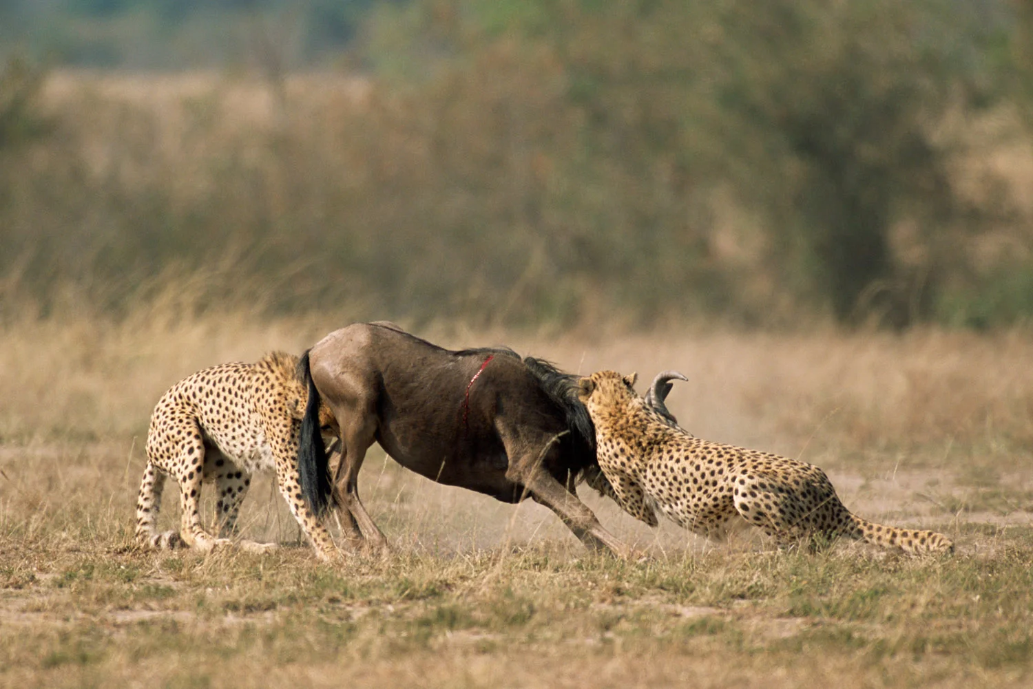 Cheetahs bringing down wildebeest calf, Masai Mara National Reserve, Kenya