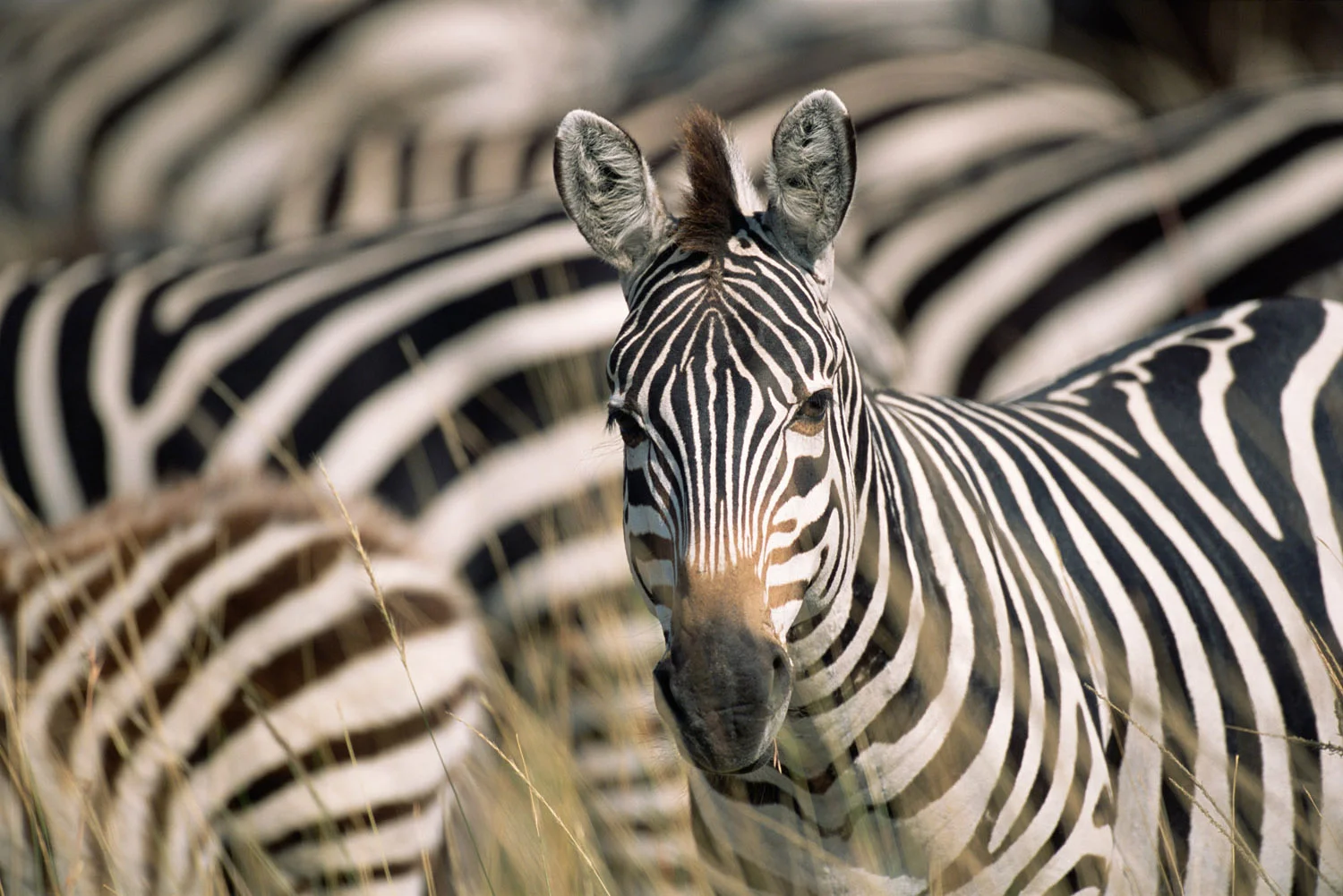 Common zebra portrait amongst herd, Masai Mara National Reserve, Kenya