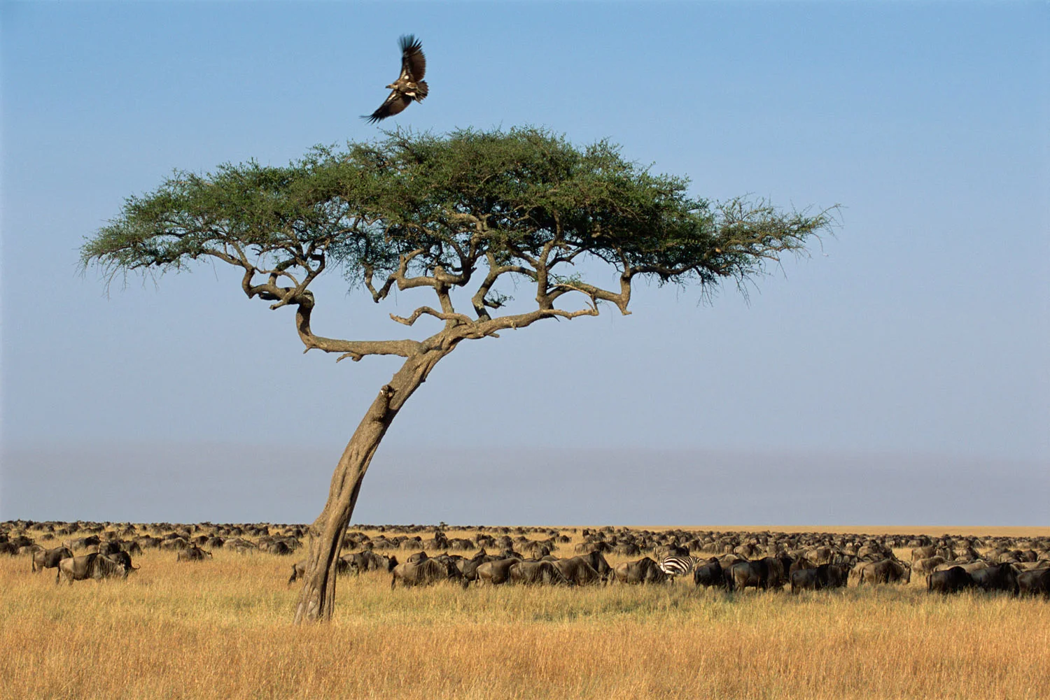 African white-backed vulture leaving desert date and wildebeest herd, , Masai Mara National Reserve, Kenya