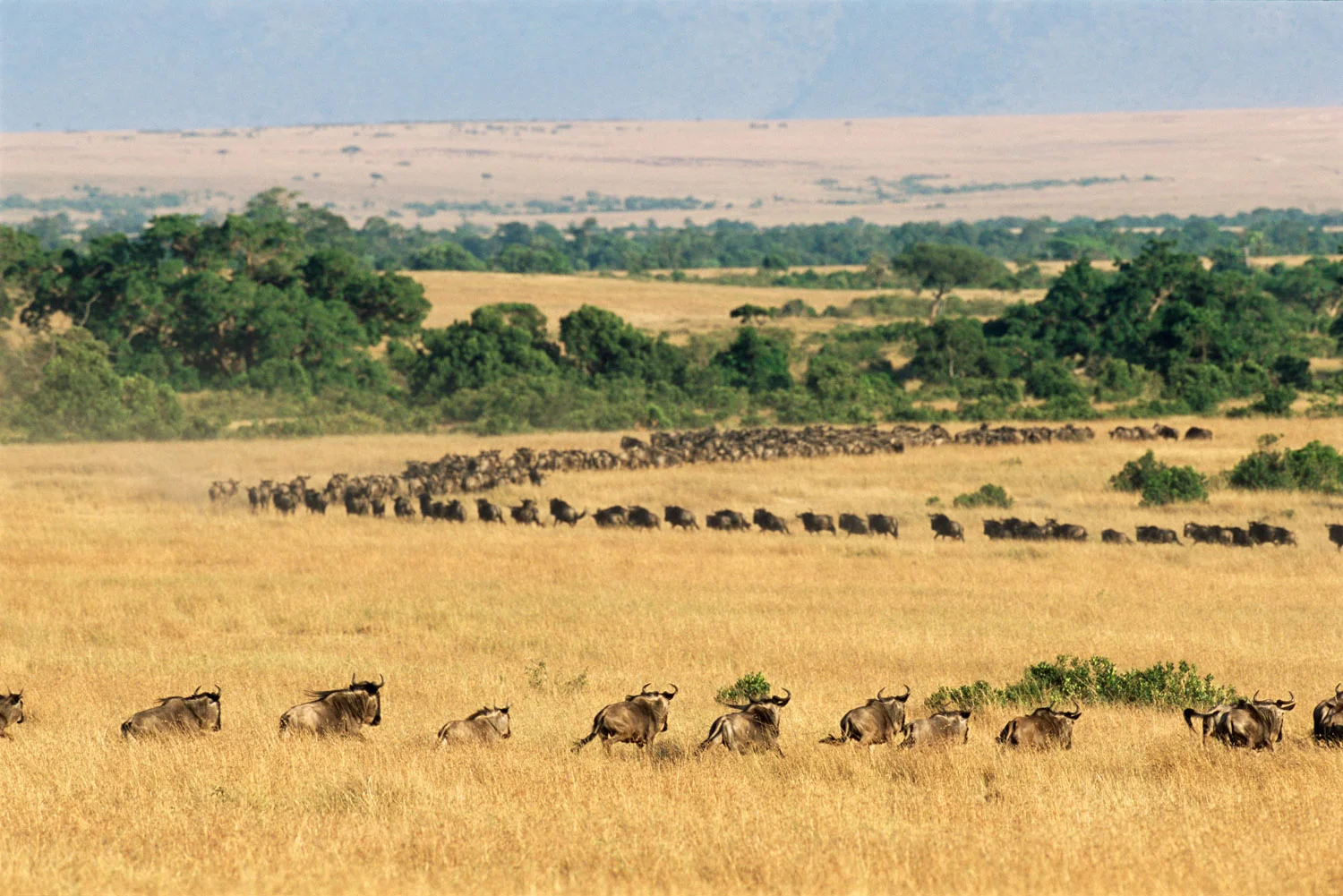 Wildebeest line approaching Talek River, Masai Mara National Reserve, Kenya