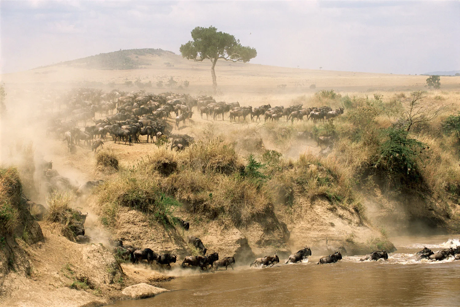 Wildebeest herd crossing Mara River, Masai Mara National Reserve, Kenya