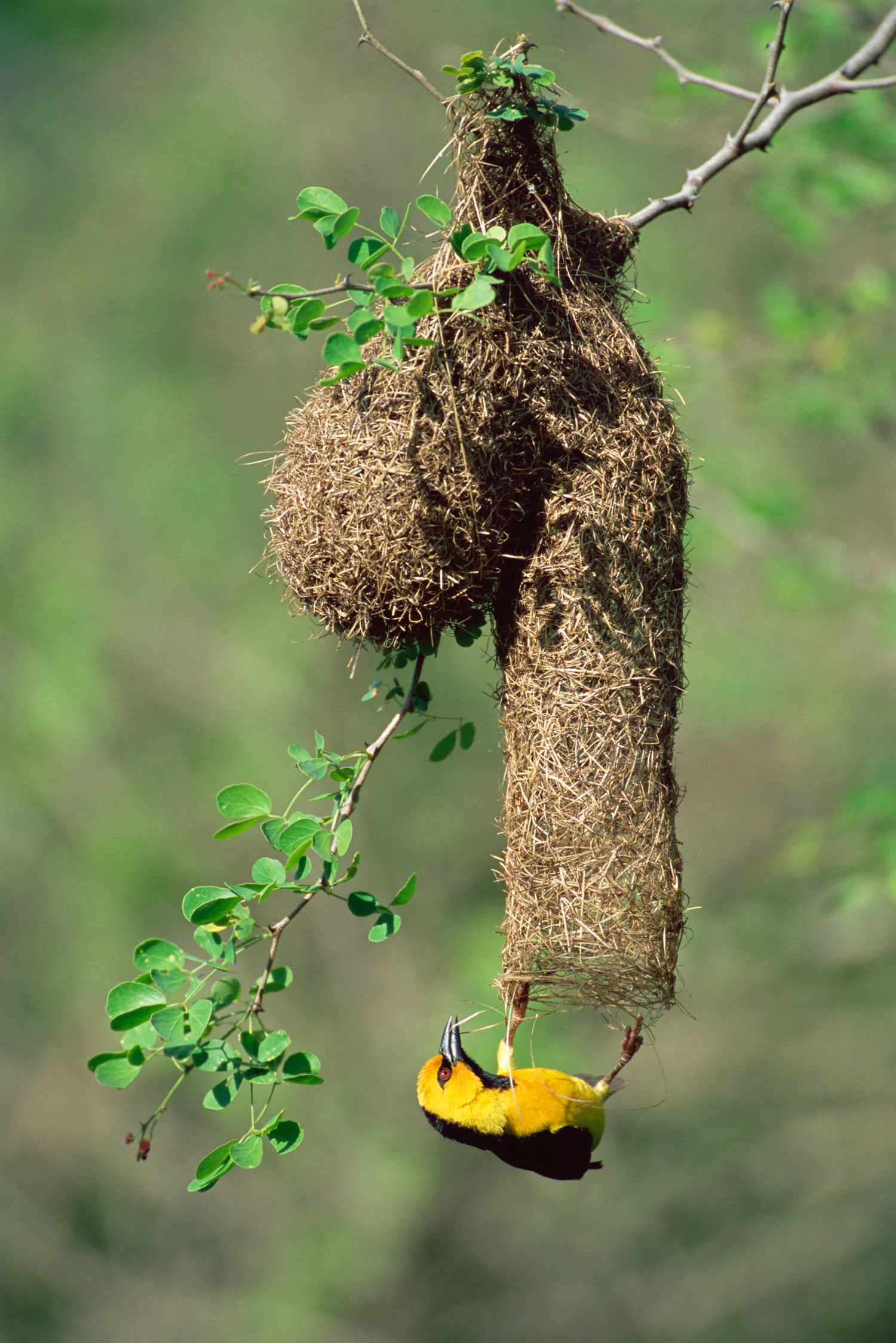 Black-necked weaver building nest, Tsavo West National Park, Kenya