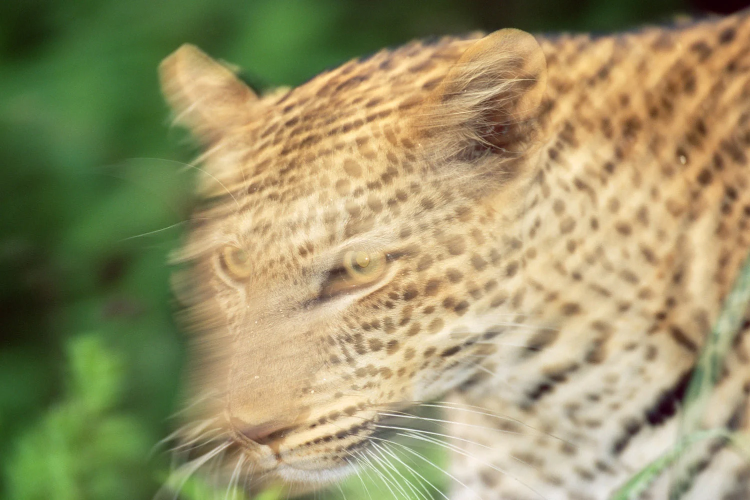 Leopard on the move, Tsavo West National Park, Kenya