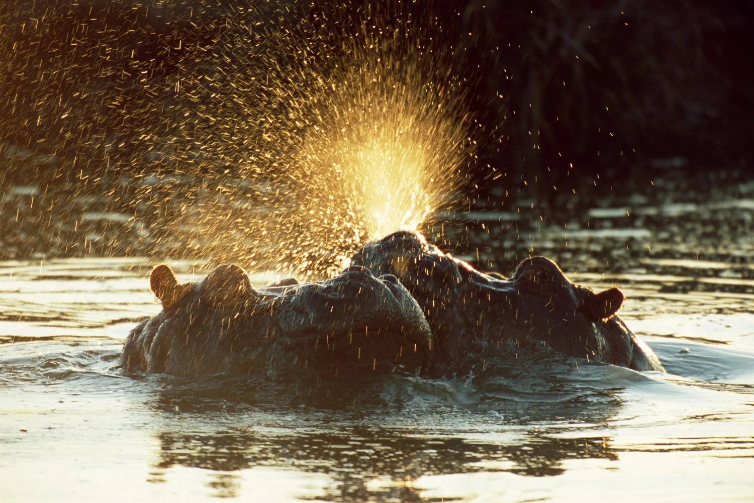 Bull hippos sparring at dawn, Tsavo West National Park, Kenya