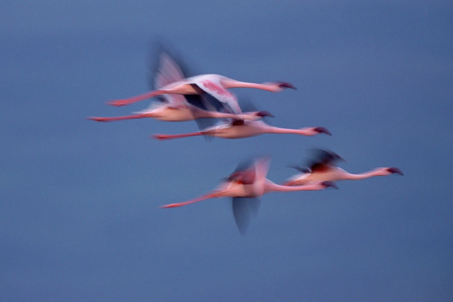 Lesser flamingos in flight, Lake Nakuru National Park, Kenya