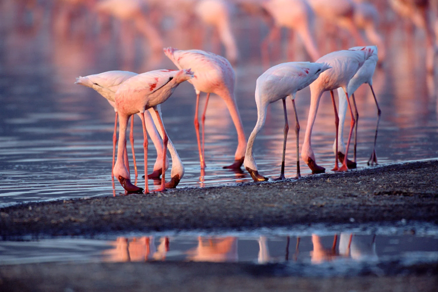 Lesser flamingos feeding, Lake Nakuru National Park, Kenya