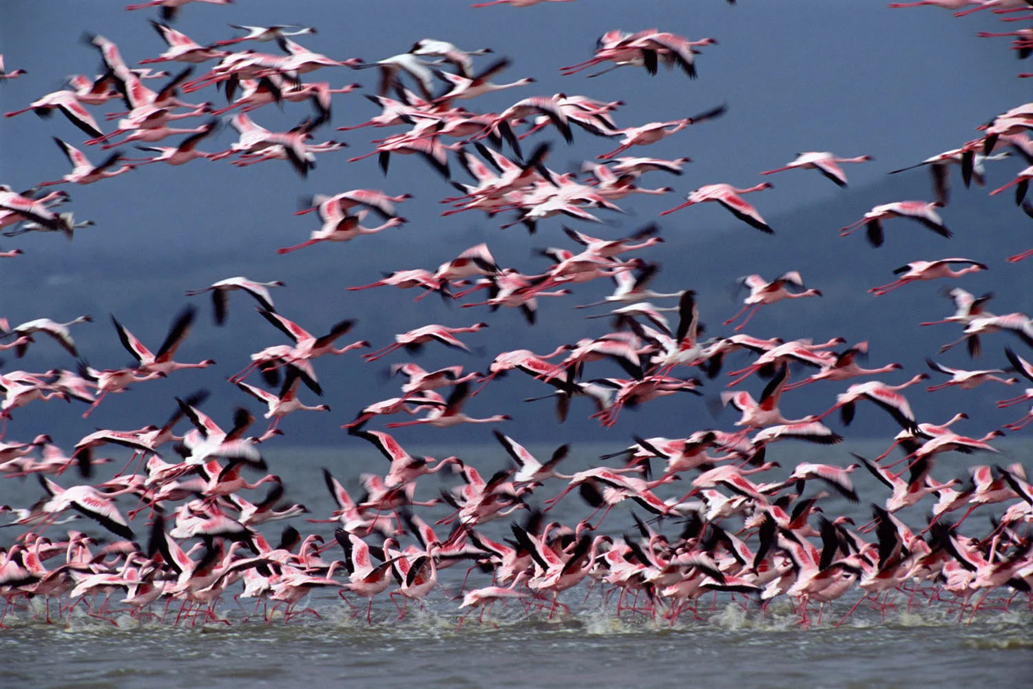 Lesser flamingo flock taking off, Lake Nakuru National Park, Kenya