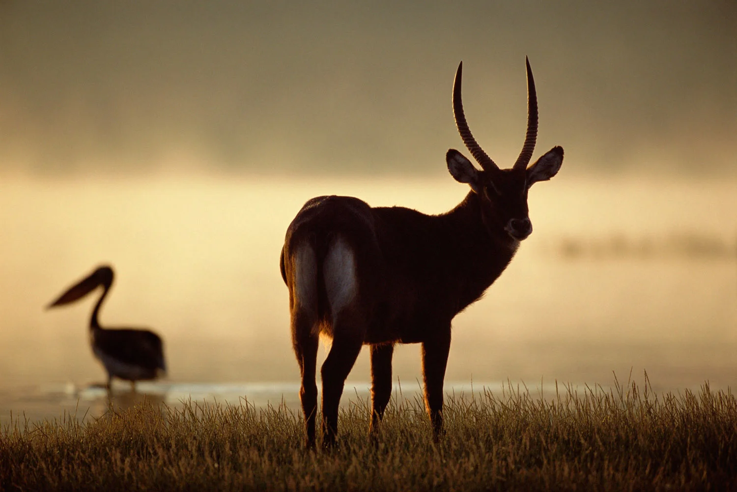 Defassa waterbuck and great white pelican at dawn, Lake Nakuru National Park, Kenya
