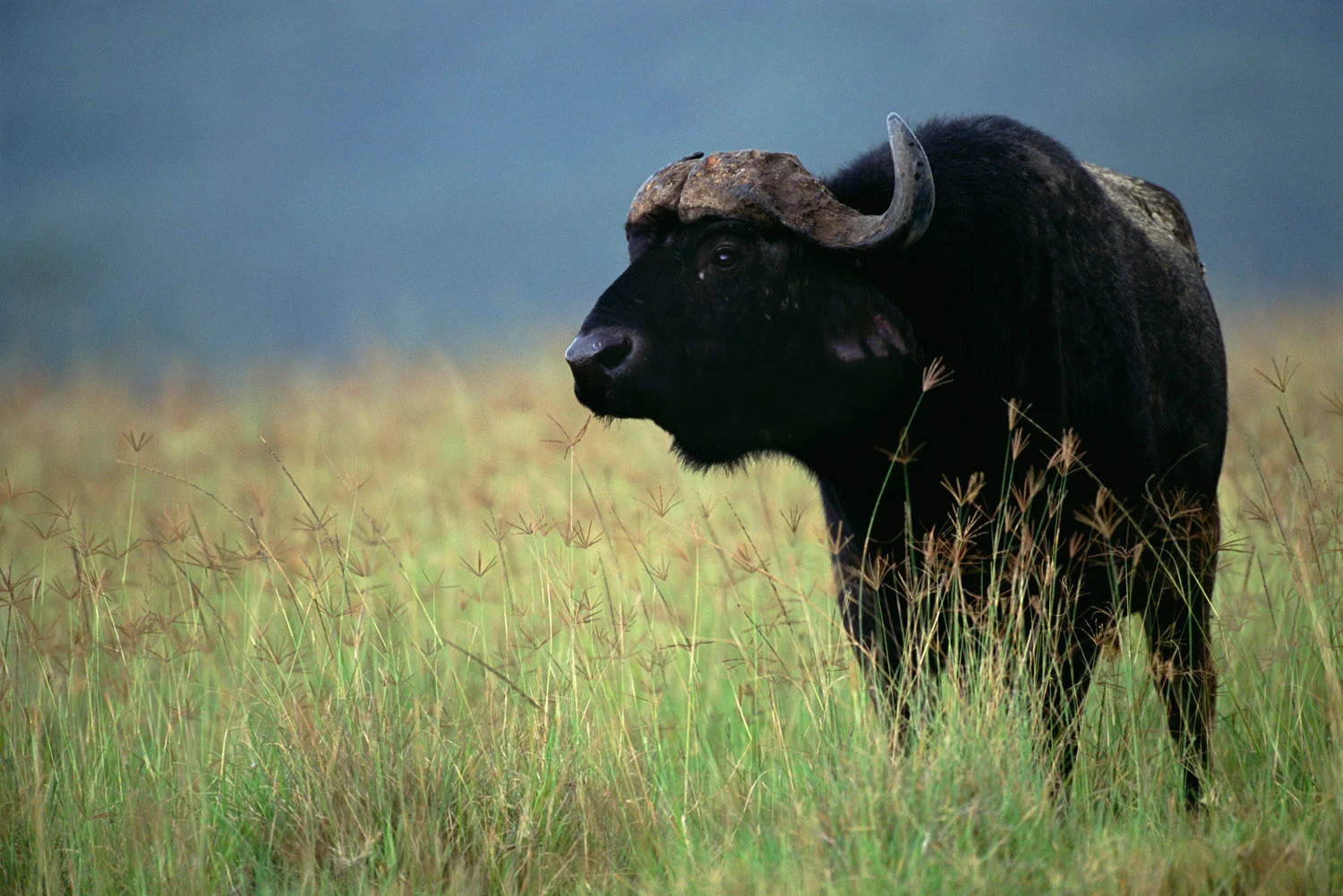 Cape bull buffalo in storm light, Lake Nakuru National Park, Kenya