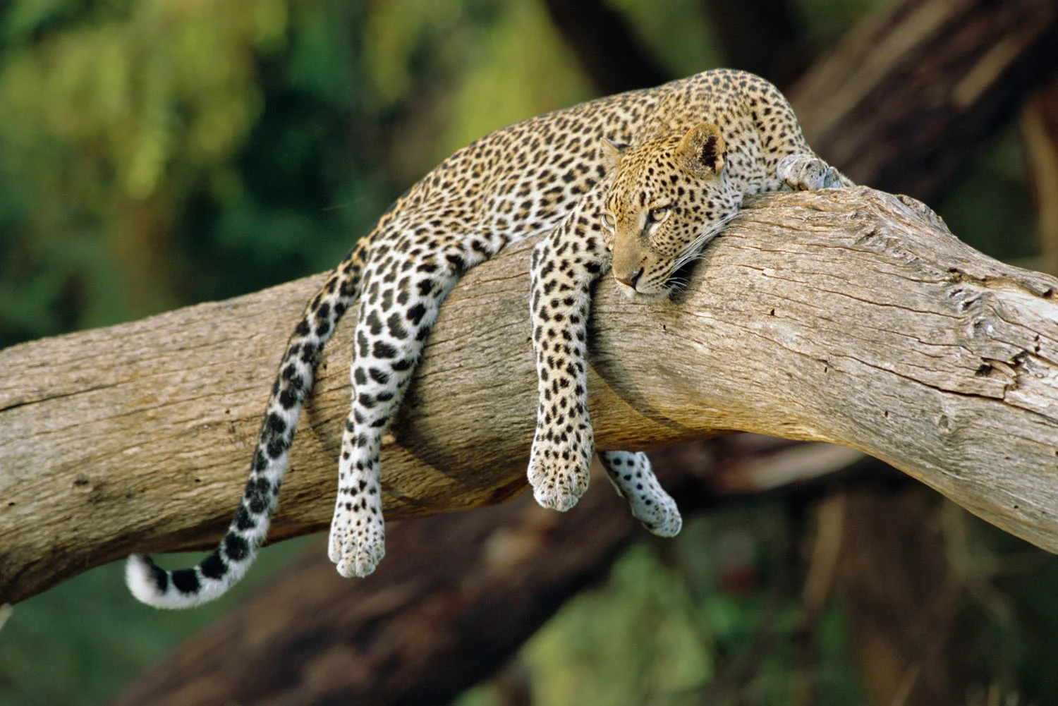 Leopard relaxing, Buffalo Springs National Reserve, Kenya