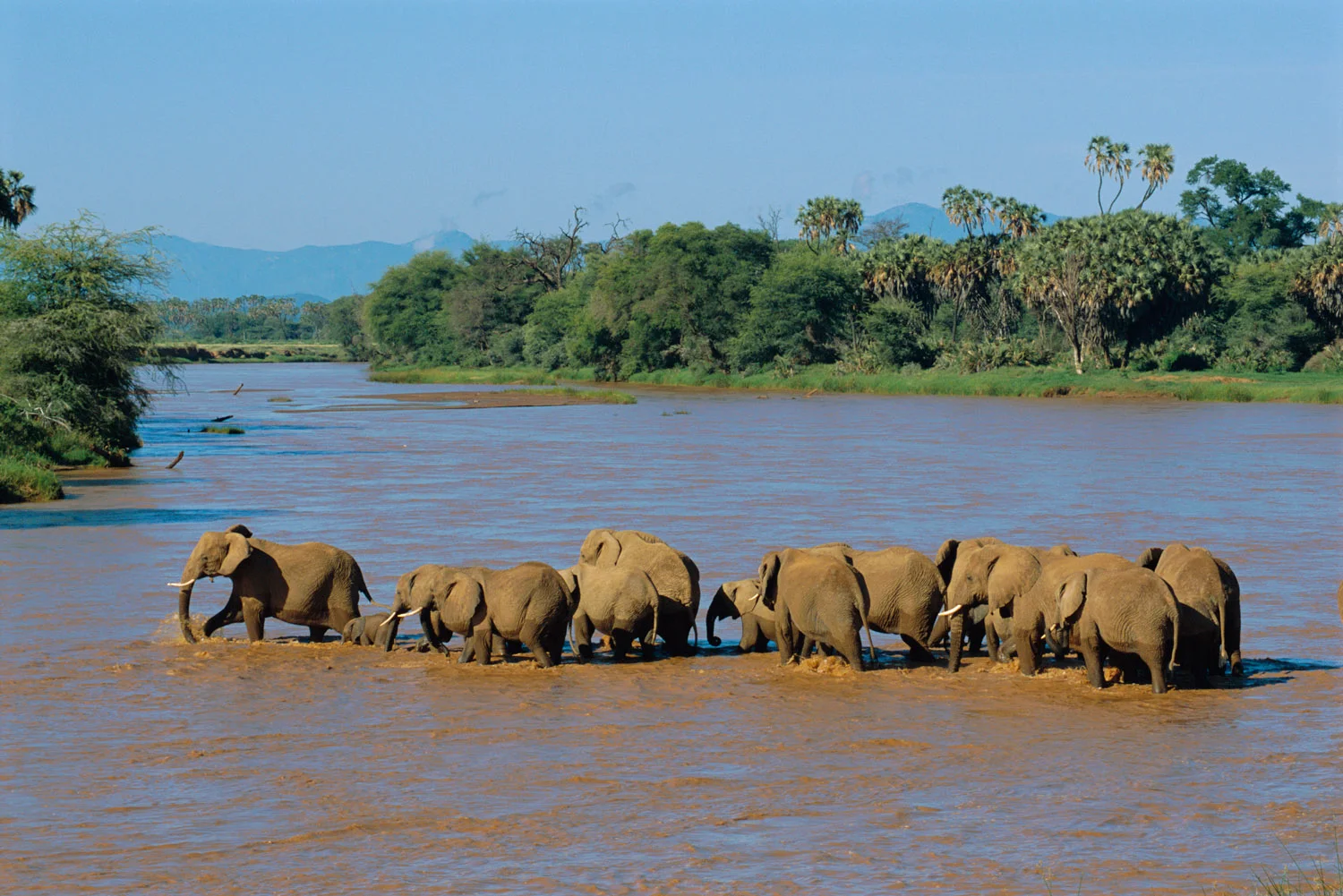 African elephant herd crossing Uaso Nyiro River, Samburu National Reserve, Kenya