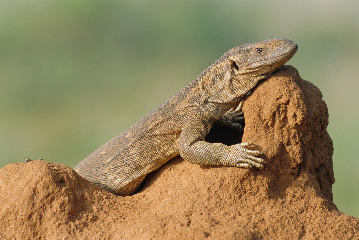 Savannah monitor lizard sunbathing, Samburu National Reserve, Kenya