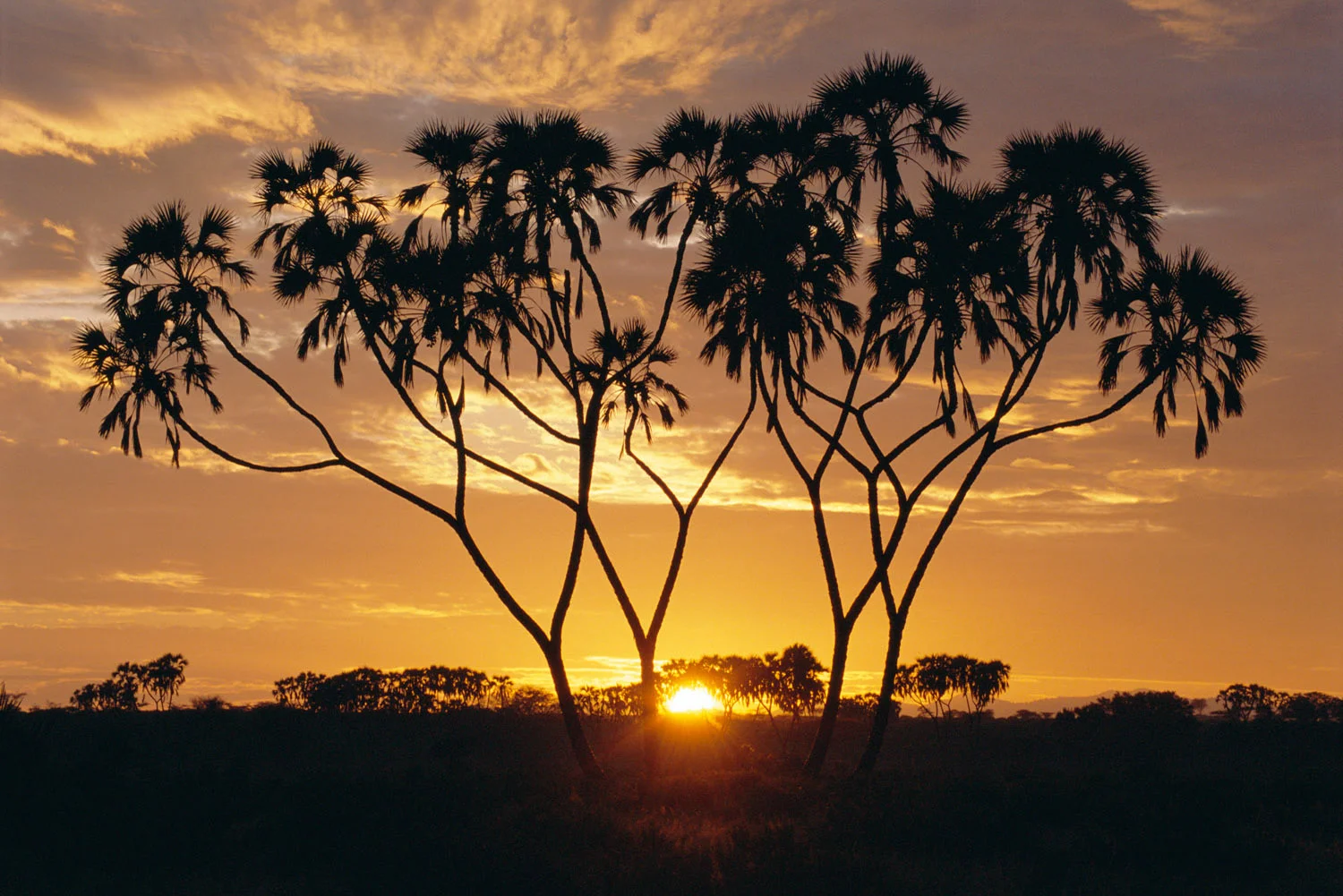 Doum palms at sunrise, Samburu National Reserve, Kenya