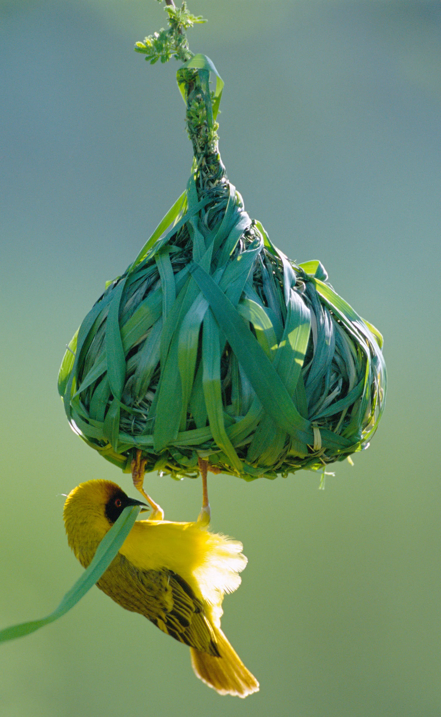 Vitelline masked weaver building nest, Samburu National Reserve, Kenya