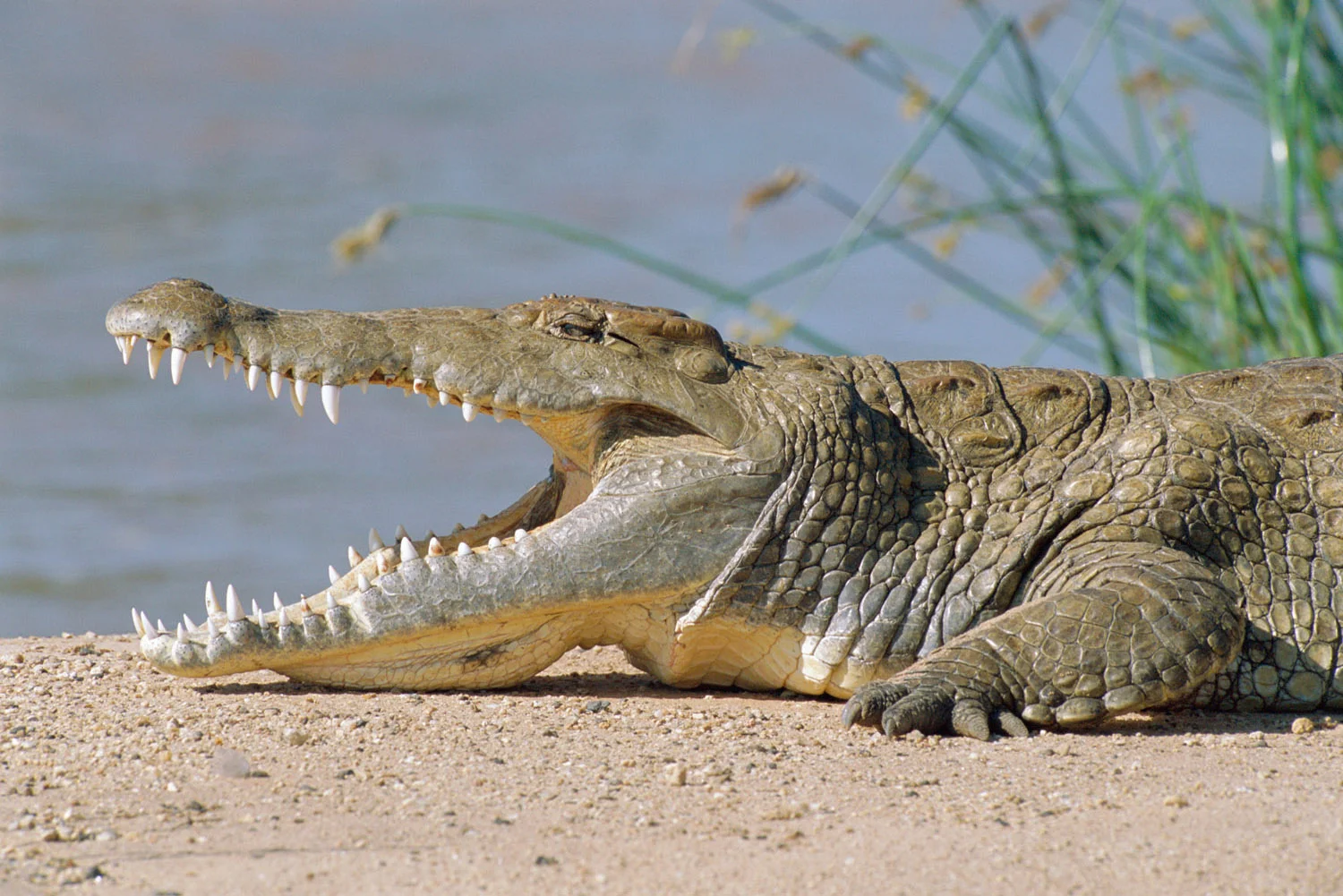 Nile crocodile sunbathing, Samburu National Reserve, Kenya