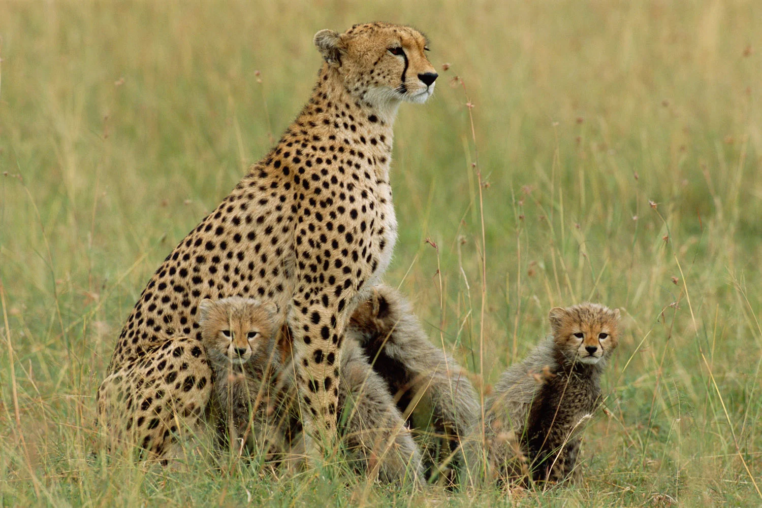 Cheetah mother with cubs, Masai Mara National Reserve, Kenya