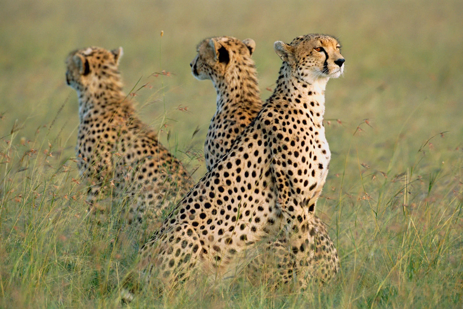 Cheetah mother with young, Masai Mara National Reserve, Kenya