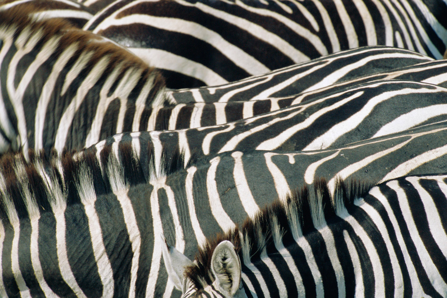 Common zebra stripe patterns, Masai Mara National Reserve, Kenya