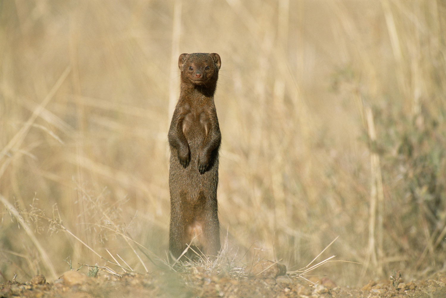 Dwarf mongoose on alert, Laikipia County, Kenya