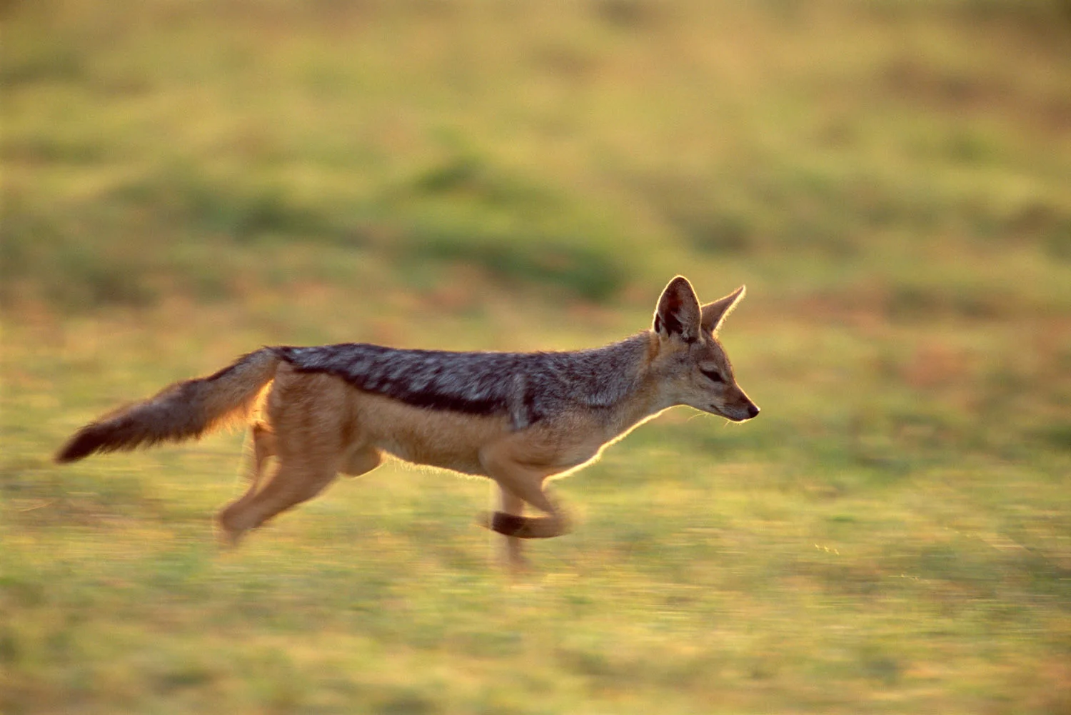 Black-backed jackal running at last light, Laikipia, Kenya