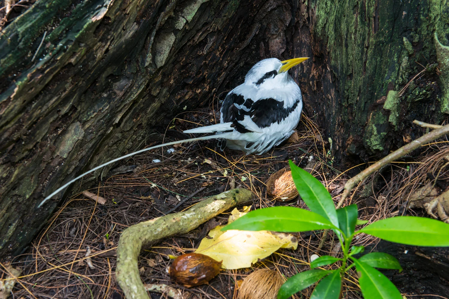 White-tailed tropicbird nesting at base of pisonia tree, Cousin Island Special Reserve, Seychelles