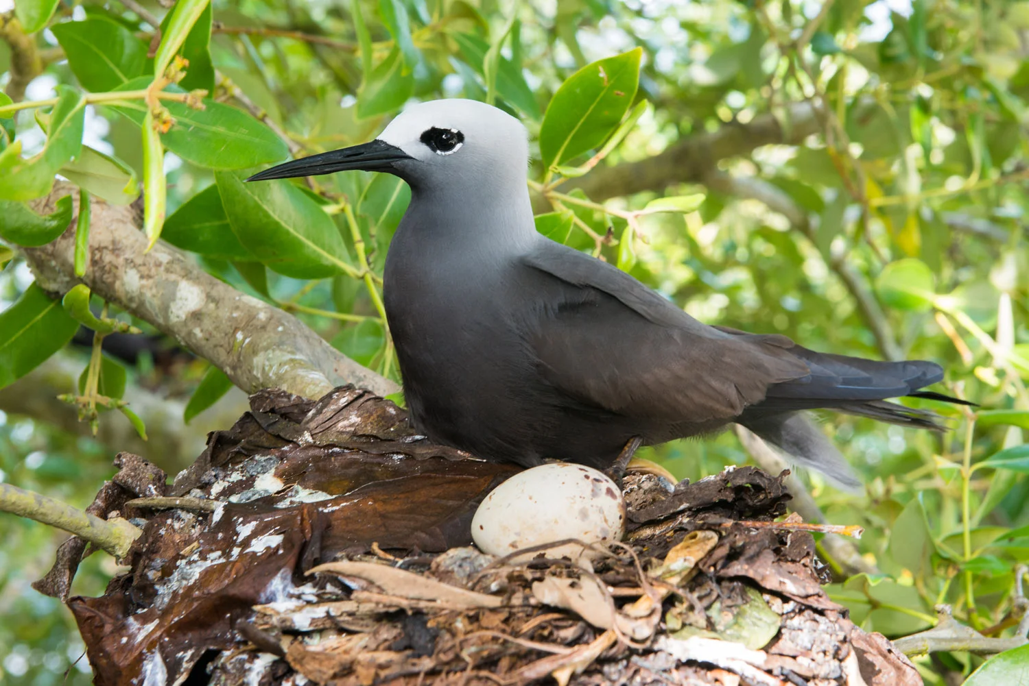 Lesser noddy on nest with egg in grey mangrove tree, Cousin Island Special Reserve, Seychelles