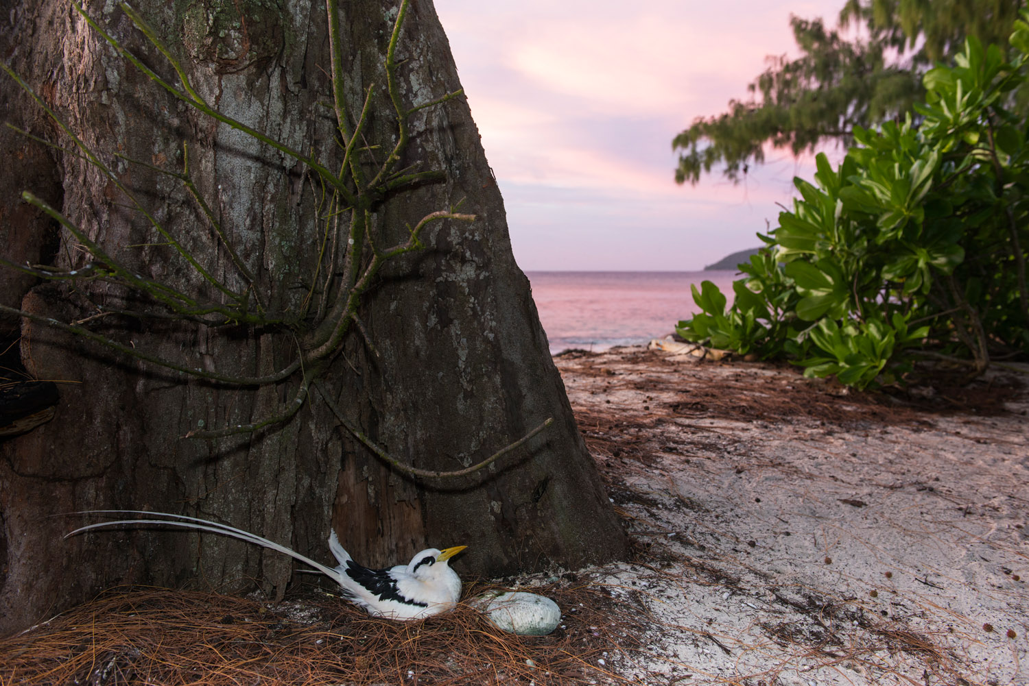 White-tailed tropicbird nesting at base of casuarina tree at twilight, Cousin Island Special Reserve, Seychelles