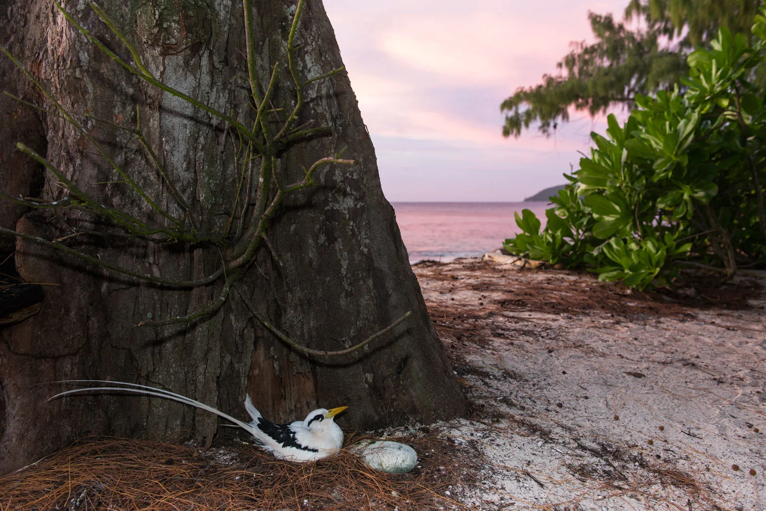 White-tailed tropicbird nesting at base of casuarina tree at twilight, Cousin Island Special Reserve, Seychelles