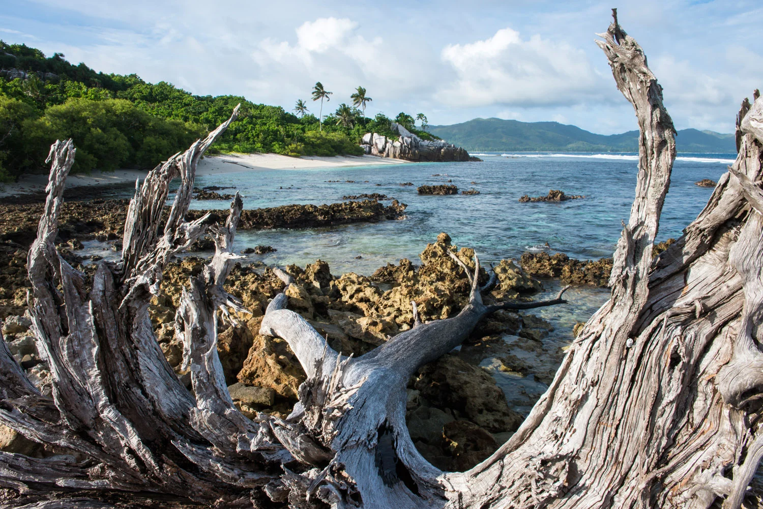 Weathered casuarina tree and beach cove, Cousin Island Special Reserve, Seychelles