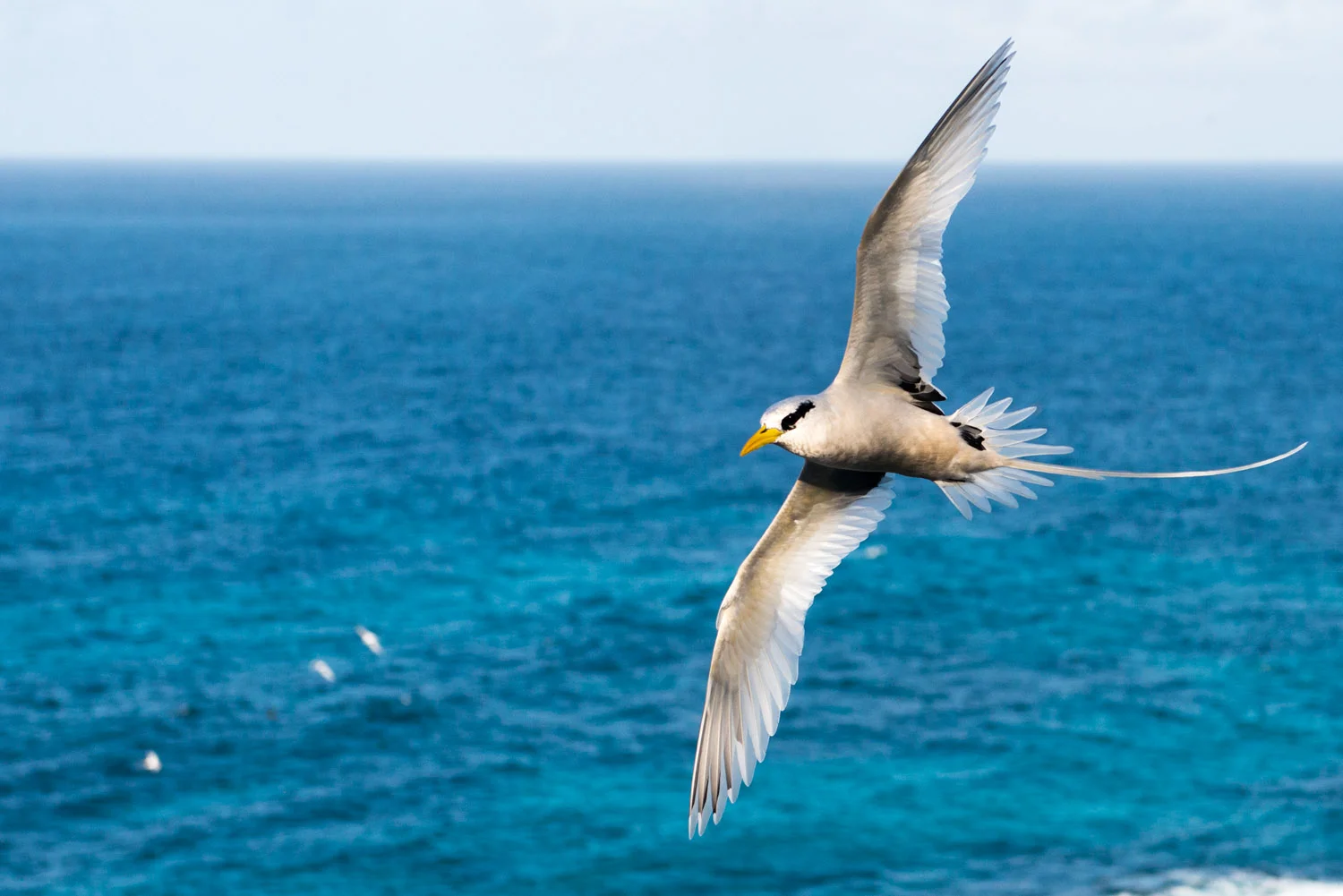 White-tailed tropicbird in flight, Cousin Island Special Reserve, Seychelles