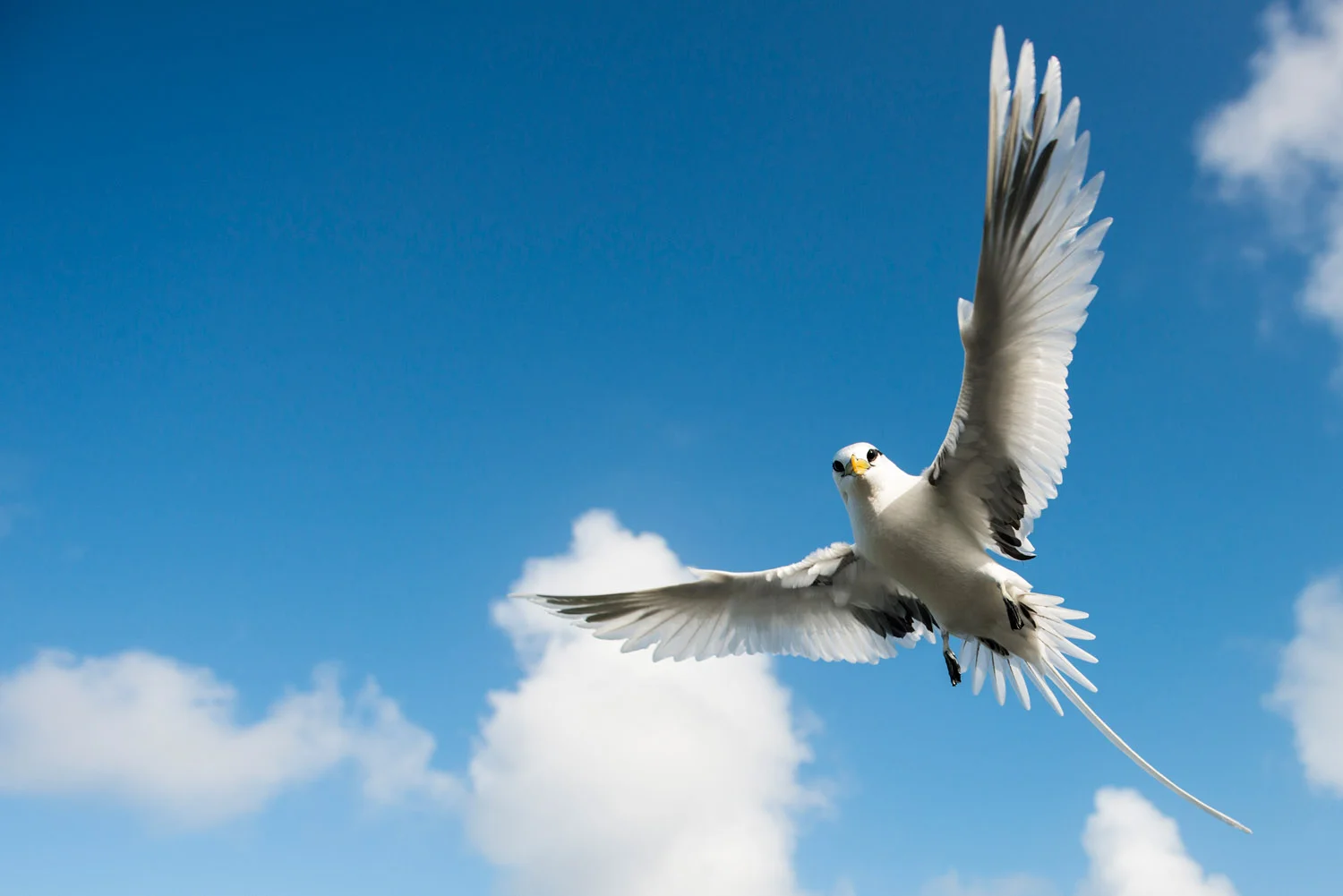 White-tailed tropicbird in flight, Cousin Island Special Reserve, Seychelles
