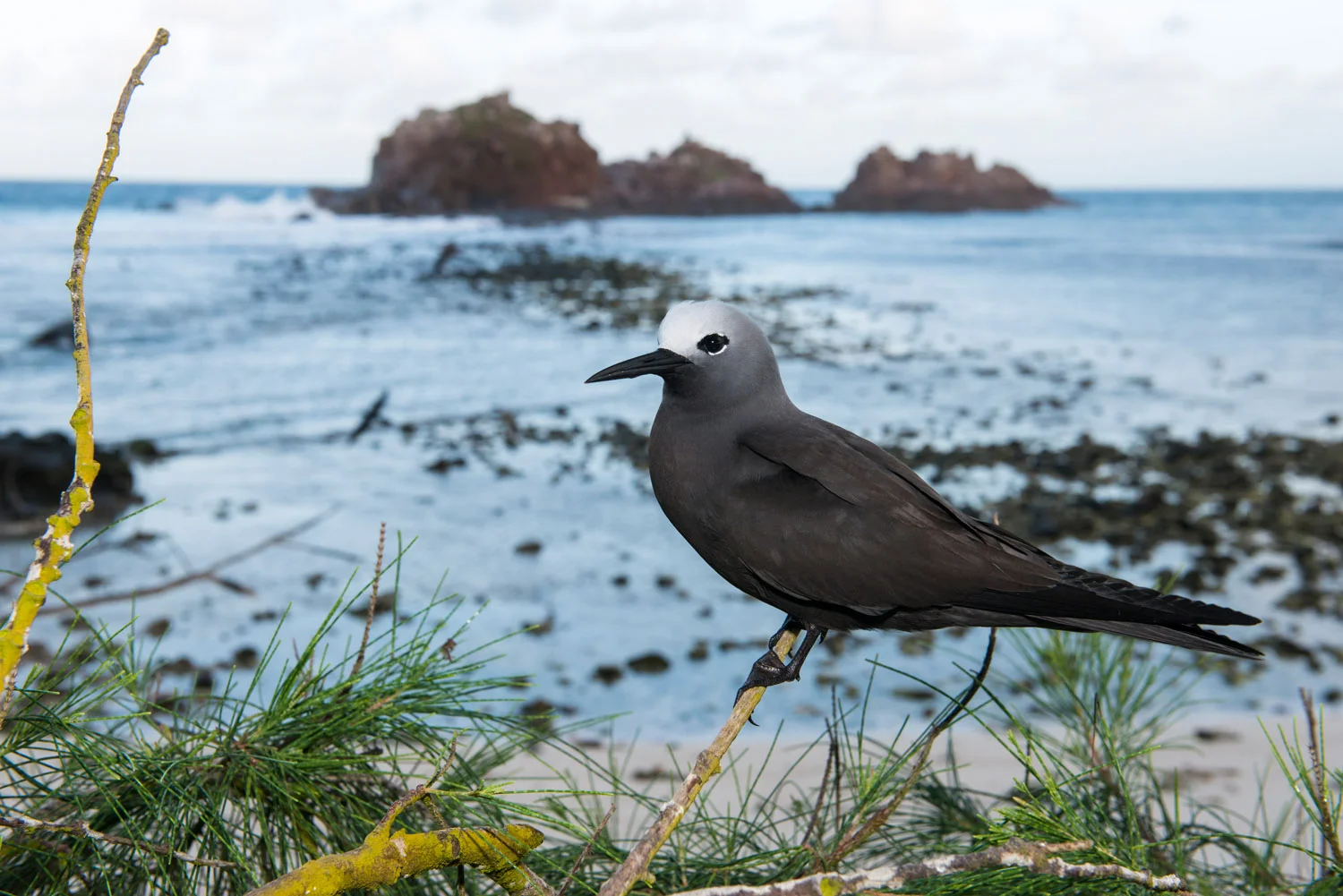 Lesser noddy resting in casuarina tree, Cousin Island Special Reserve, Seychelles