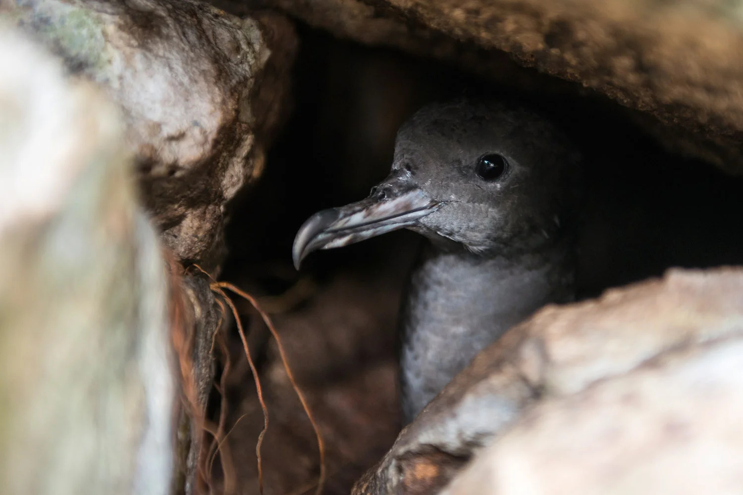 Wedge-tailed shearwater in rock burrow, Cousin Island Special Reserve, Seychelles