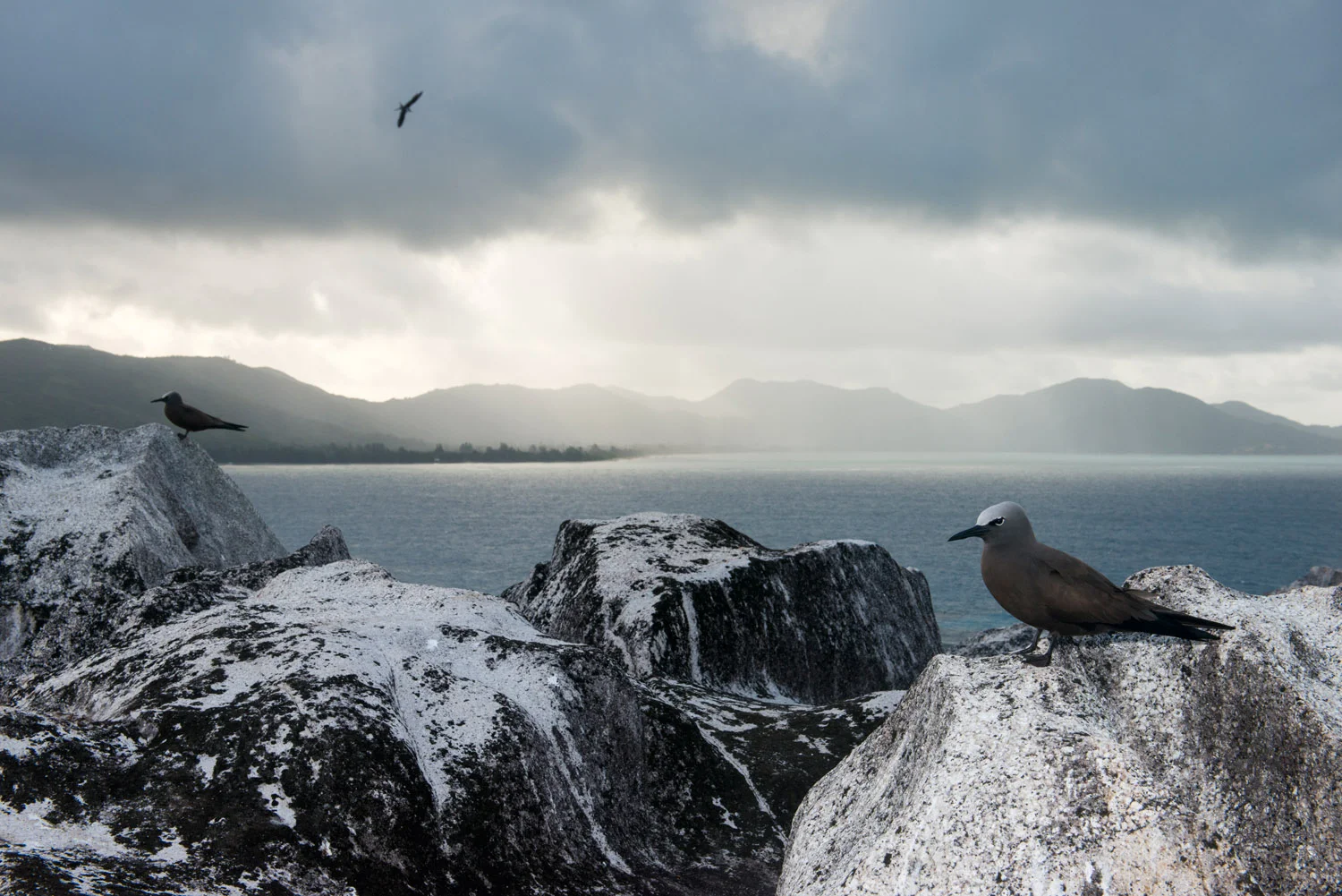 Brown noddies resting on granite boulders, Cousin Island Special Reserve, Seychelles