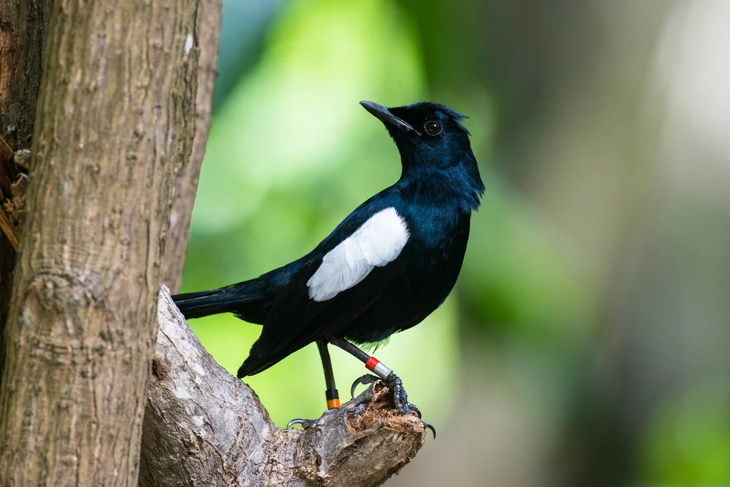 Seychelles magpie-robin, Cousin Island Special Reserve, Seychelles