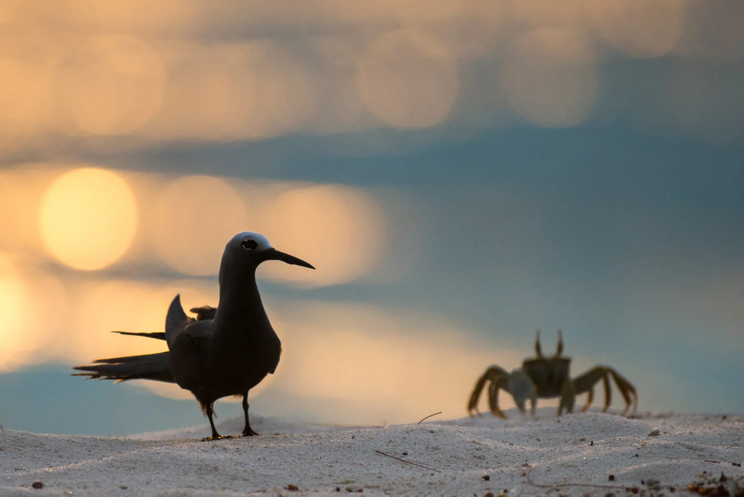 Lesser noddy and horned ghost crab on beach at sunset, Cousin Island Special Reserve, Seychelles