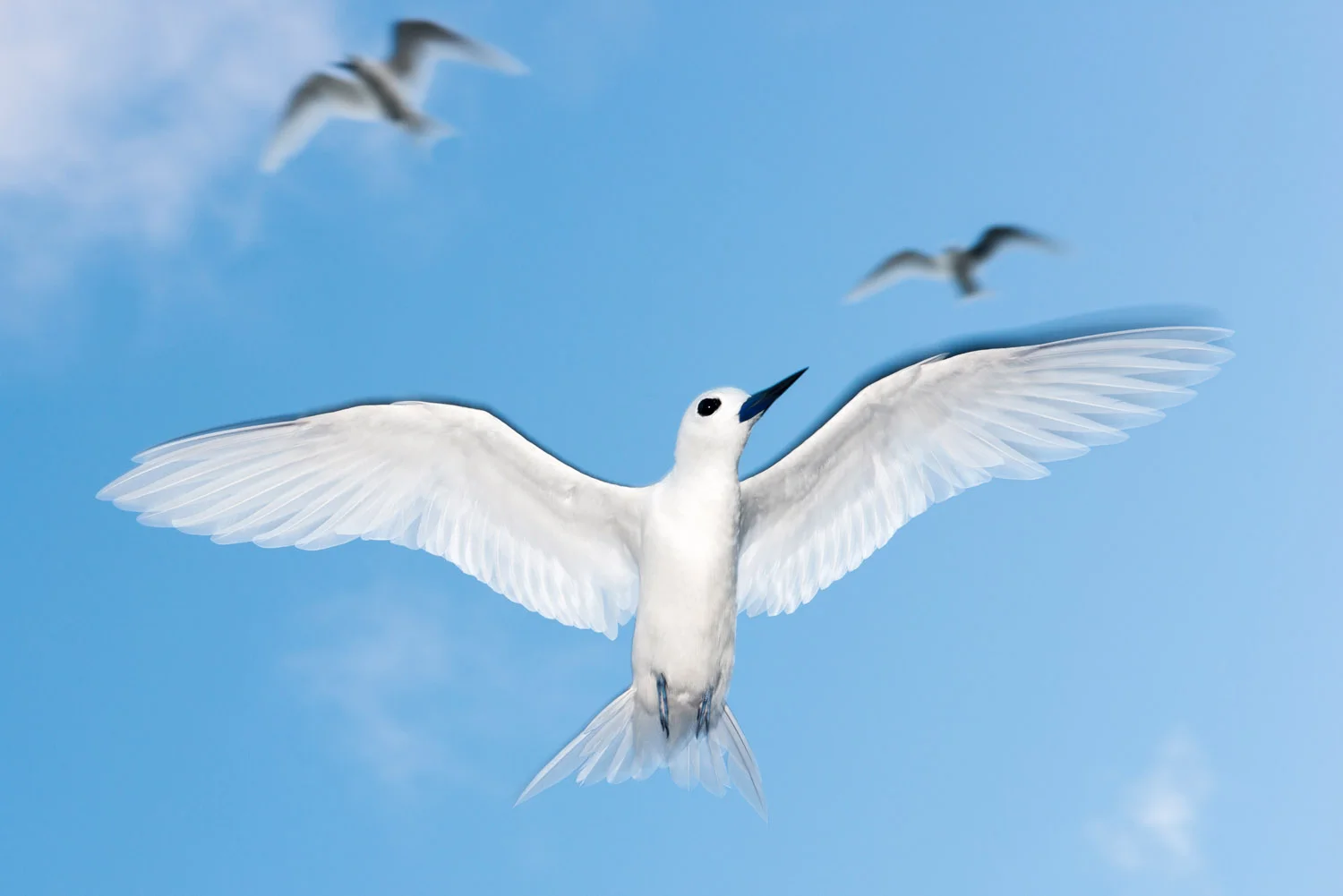 Fairy terns in flight, Cousin Island Special Reserve, Seychelles