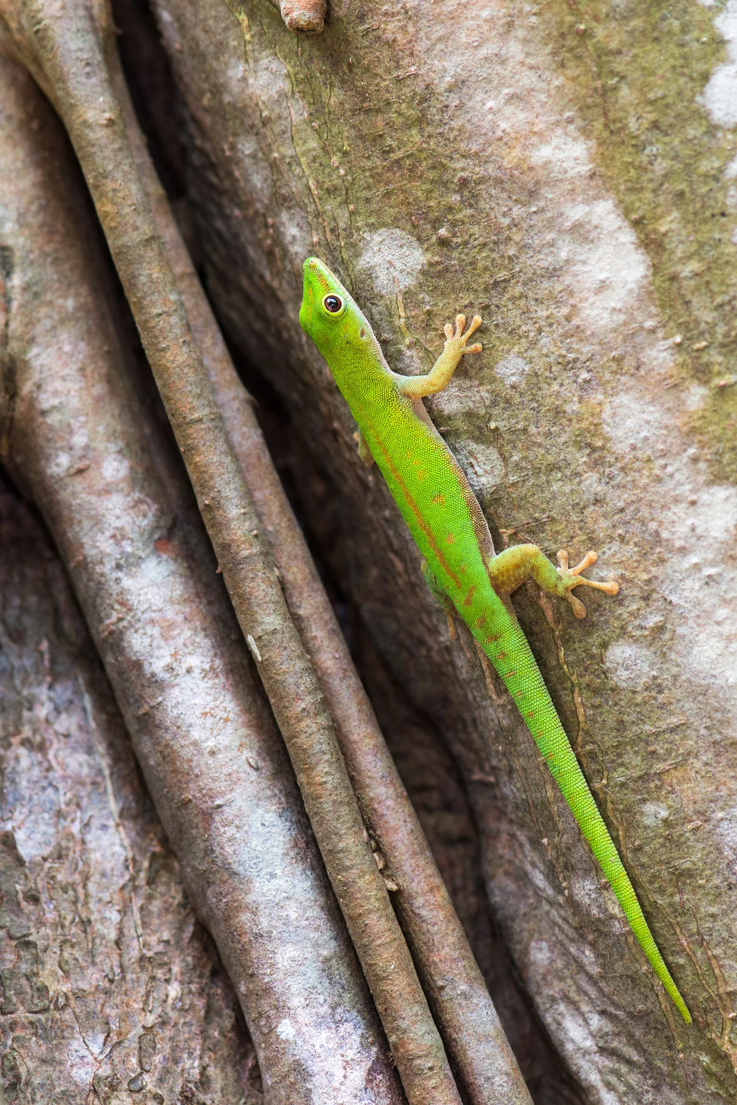 Seychelles green day gecko in banyan tree, Cousin Island Special Reserve, Seychelles