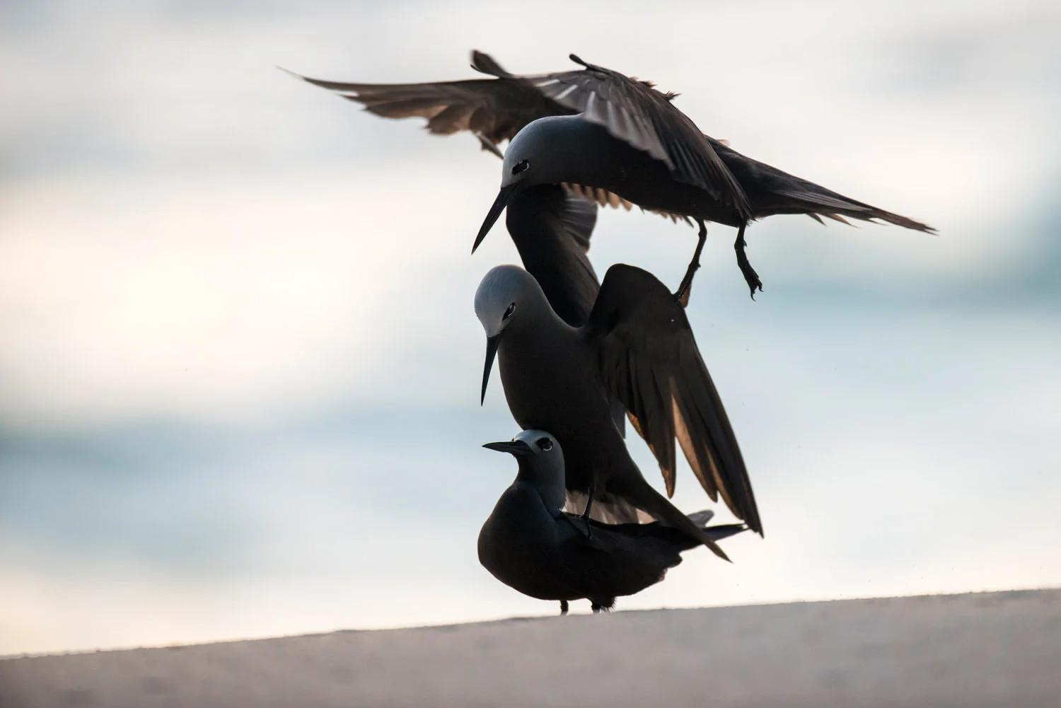 Lesser noddies frolicking on beach, Cousin Island Special Reserve, Seychelles