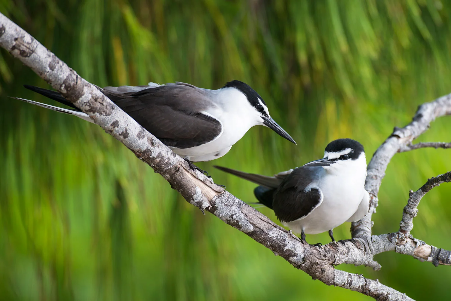 Bridled terns in casuarina tree, Cousin Island Special Reserve, Seychelles
