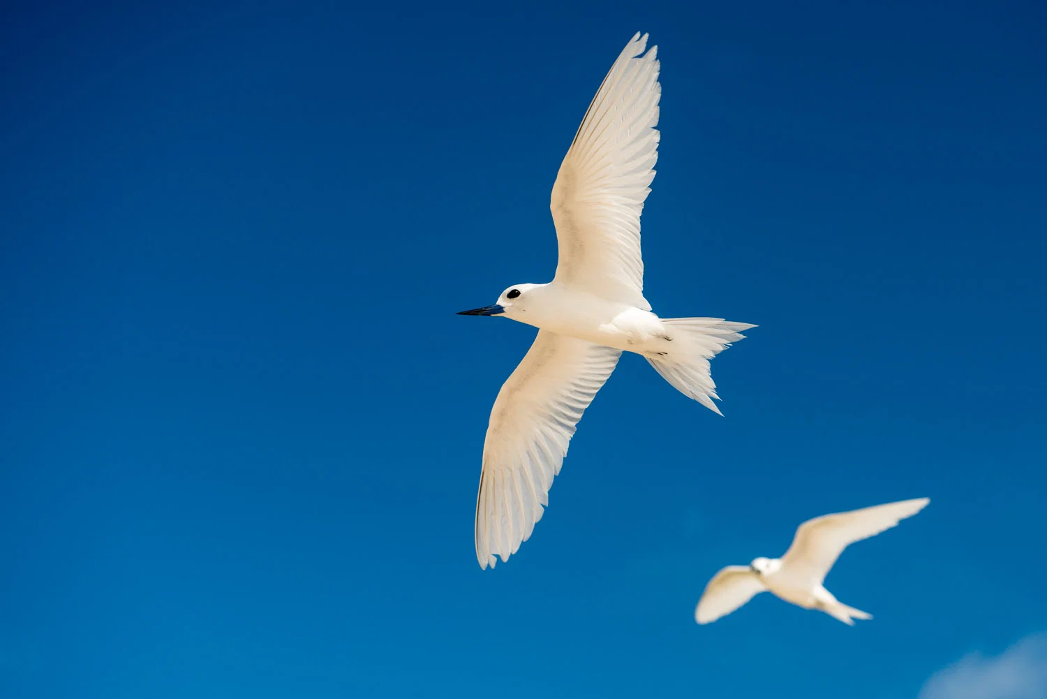 Fairy terns in flight, Cousin Island Special Reserve, Seychelles